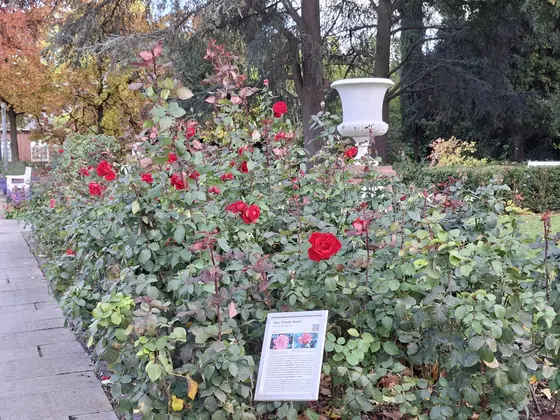 Red roses, Samsung Galaxy A57