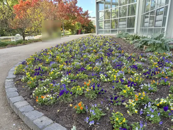 A bed of pansies in front of a greenhouse, photographed with the Galaxy S26