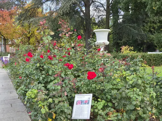 Red roses, Samsung Galaxy S26