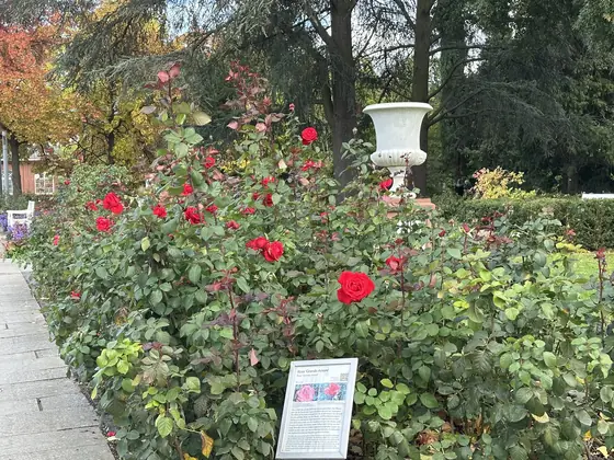 Red roses, iPhone 14 Pro