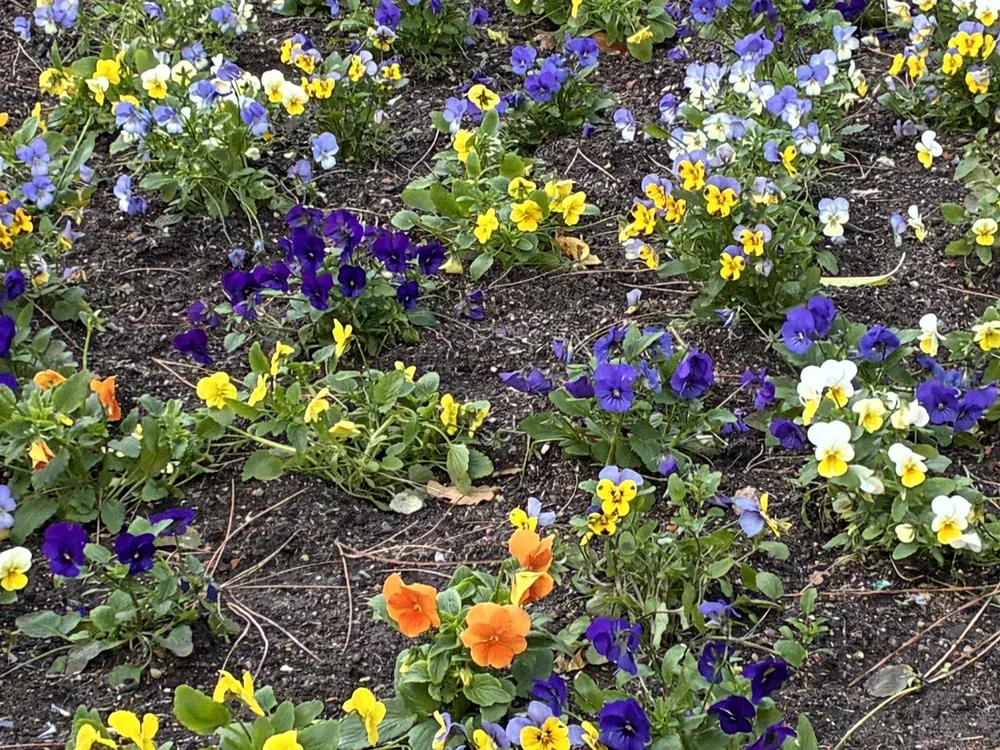 Pansy bed, photographed with the iPhone 17e, centre crop