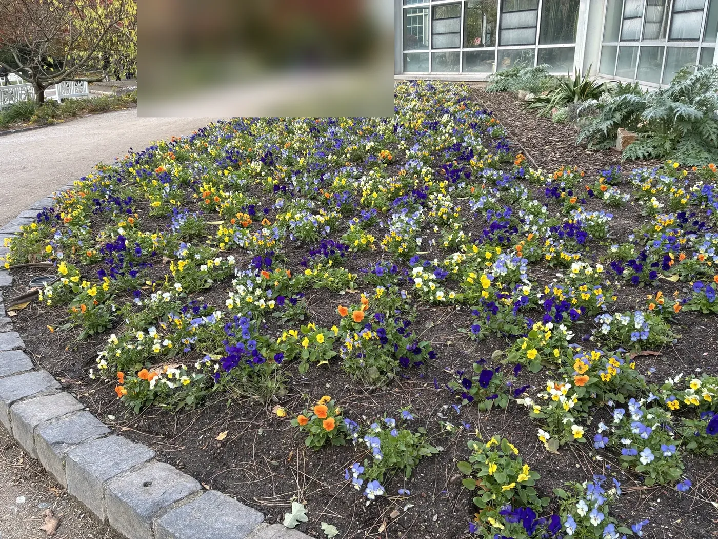 Pansy bed, photographed with the iPhone 17e