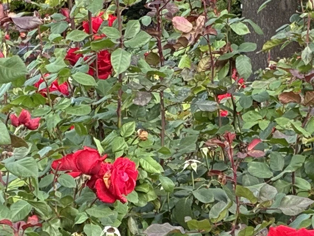 Roses at 2x, photographed with the iPhone 17e, centre crop