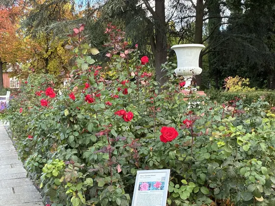 Red roses, iPhone 17e