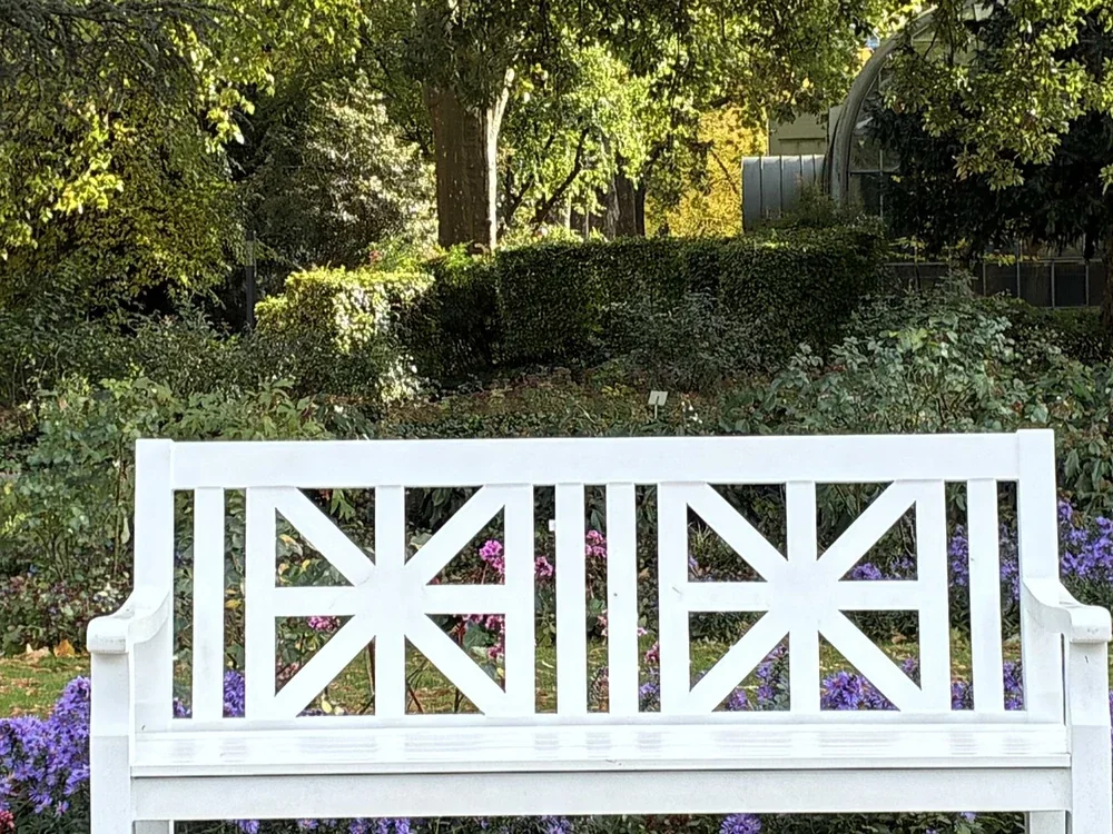 Bench and asters, photographed with the iPhone 17e, centre crop