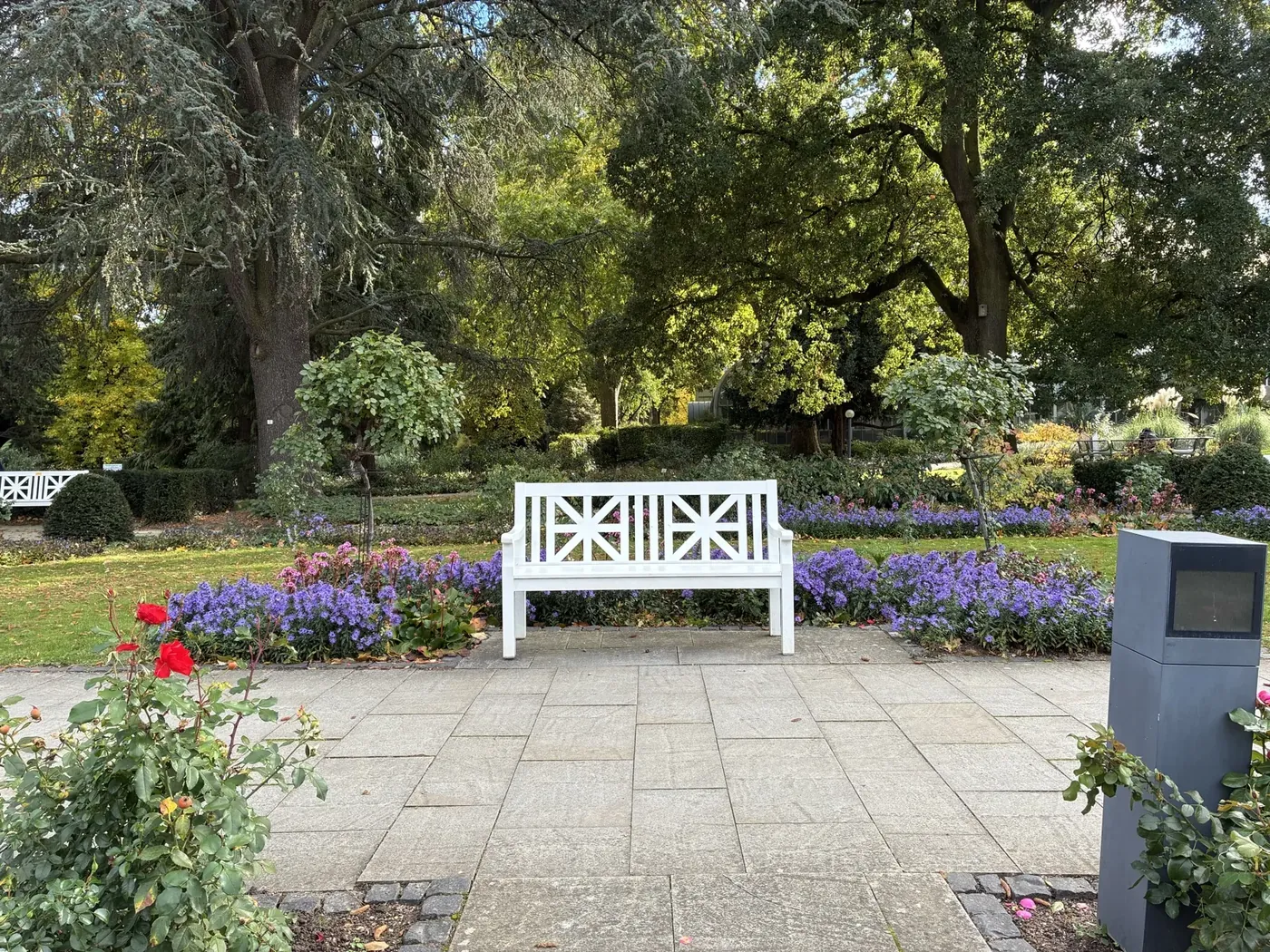Bench and asters, photographed with the iPhone 17e