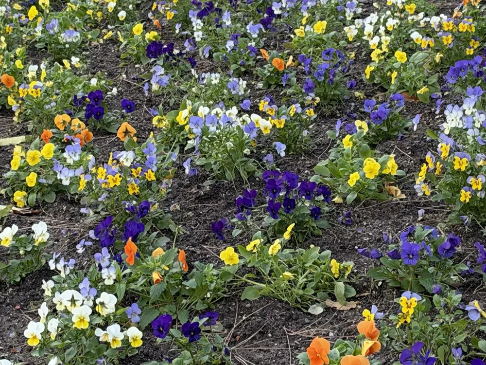 Pansy bed, photographed with the iPhone 18 Pro, centre crop