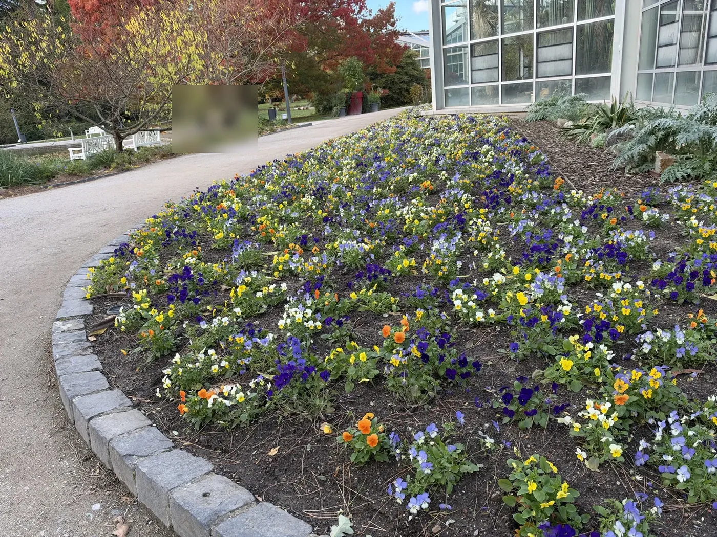 Pansy bed, photographed with the iPhone 18 Pro