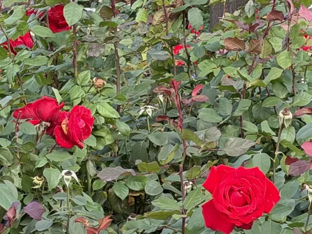 Roses at 2x, photographed with the iPhone 18 Pro, centre crop