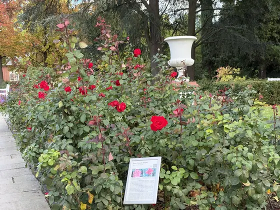 Red roses, iPhone 18 Pro