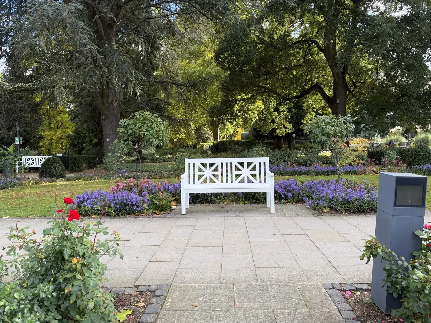 Bench and asters, photographed with the iPhone 18 Pro