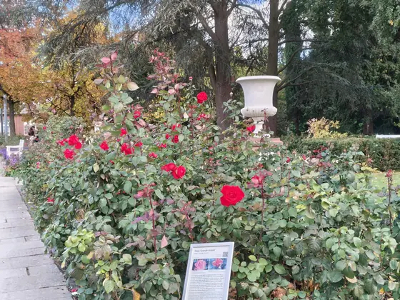 Red roses, Nothing Phone (4a) Pro