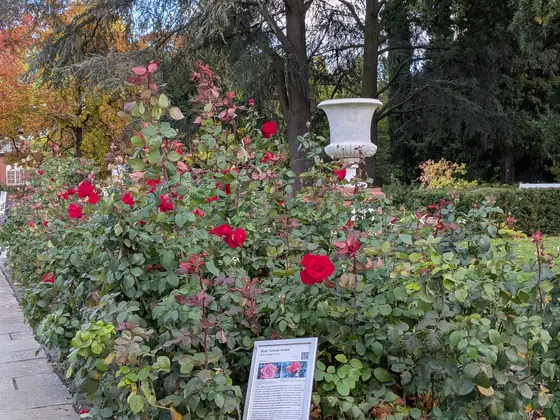 Red roses, Google Pixel 10a