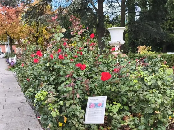 Red roses, Redmi Note 15 Pro 5G