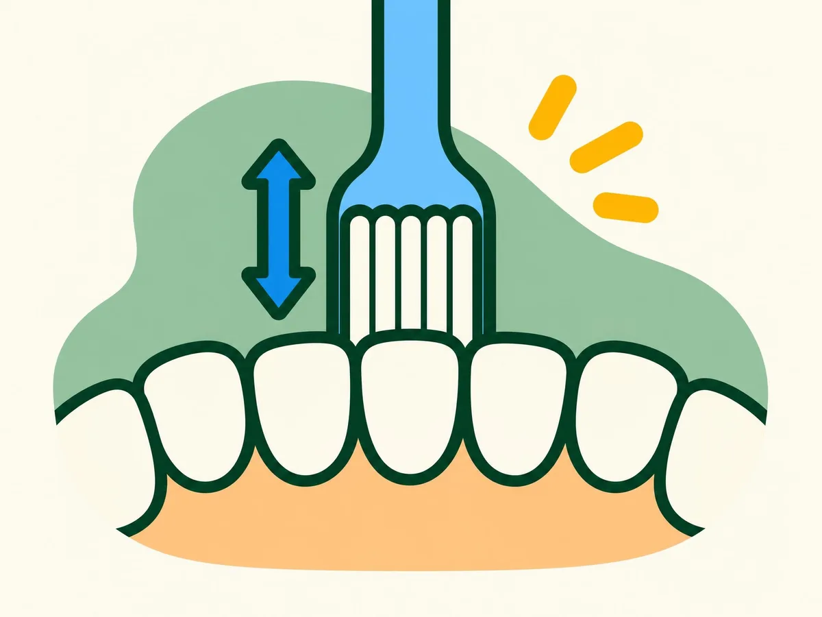 Illustration of a toothbrush held upright against the lower front teeth, with an up-and-down arrow